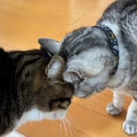 感動の再会？青春映画？額を合わせて見つめ合う猫たち　実はオラオラ中