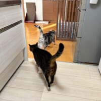 サスケくんを追いかけるとげまるくん