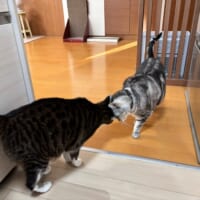 頭をぶつけてオラオラ