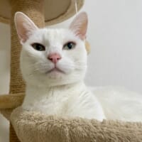 白猫の「おたま」ちゃん