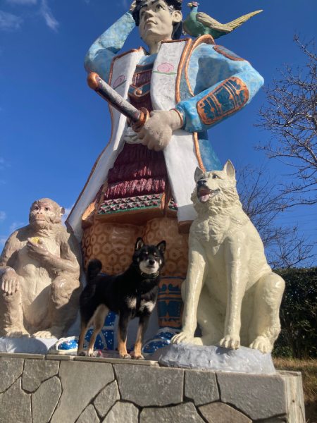 桃太郎のお供に2匹目の犬?像の前で凛々しいポーズを披露する柴犬さん