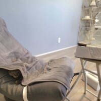 テレワーク中の椅子取り合戦、人間側が完全敗北 理由:猫が可愛い