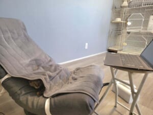 テレワーク中の椅子取り合戦、人間側が完全敗北 理由:猫が可愛い のアイキャッチ画像