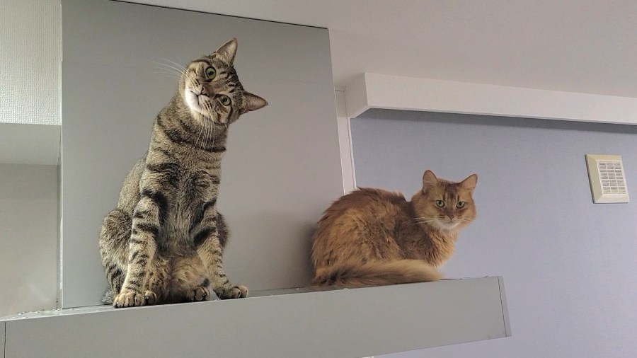 おこめくんとしぴちゃん