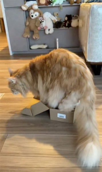 最終的には断念