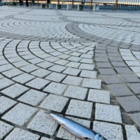 親方！空からイワシが！銚子の日常に紛れた不思議な光景