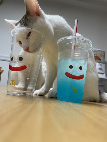 別投稿では、カップの匂いを嗅ごうとして顔を突っ込んでいる等のNGシーンも公開