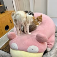 購入当初から猫たちに大人気だったヤドン