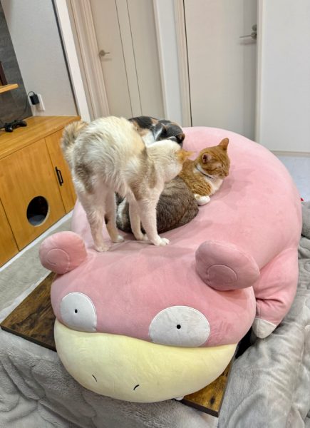 購入当初から猫たちに大人気だったヤドン