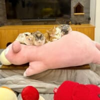 巨大ぬいぐるみが猫たちの癒やしスポットに　ニャン口密度が高過ぎる光景にほっこり
