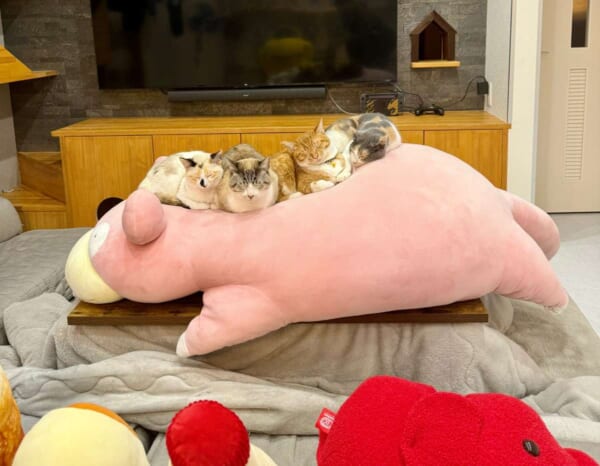 巨大ぬいぐるみが猫たちの癒やしスポットに ニャン口密度が高過ぎる光景にほっこり