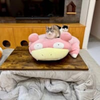 癒やし効果抜群の「ヤドン×猫」の組み合わせ