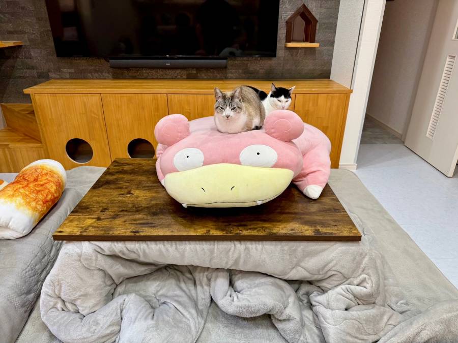 癒やし効果抜群の「ヤドン×猫」の組み合わせ