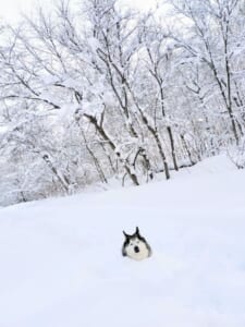 寒くないの……？首まですっぽり雪の中、のんびりくつろぐハスキー