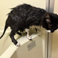 フサフサ猫の「尻尾の実態」 ヒョロヒョロすぎる中身にびっくり