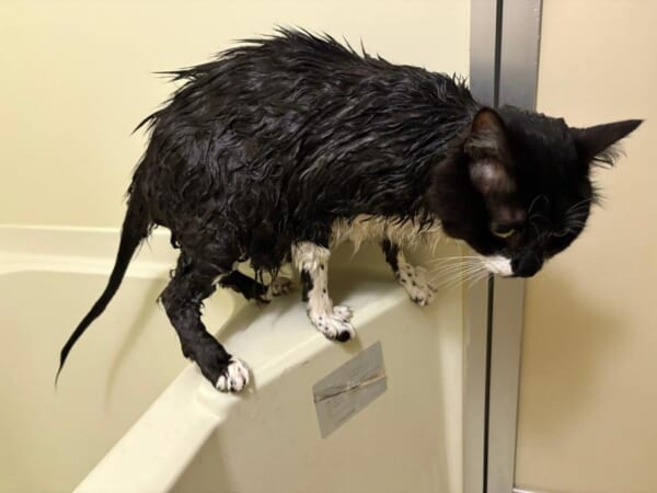 フサフサ猫の「尻尾の実態」 ヒョロヒョロすぎる中身にびっくり