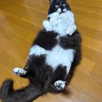 普段の墨くんの姿