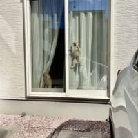 ケージに入れても安心できない？とんでもないジャンプを披露するポメラニアン