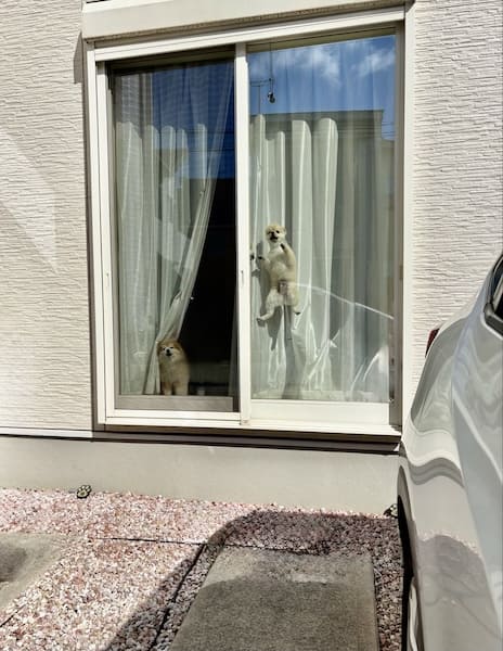 ケージに入れても安心できない?とんでもないジャンプを披露するポメラニアン