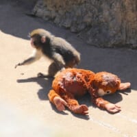 ママを引きずるパンチくん