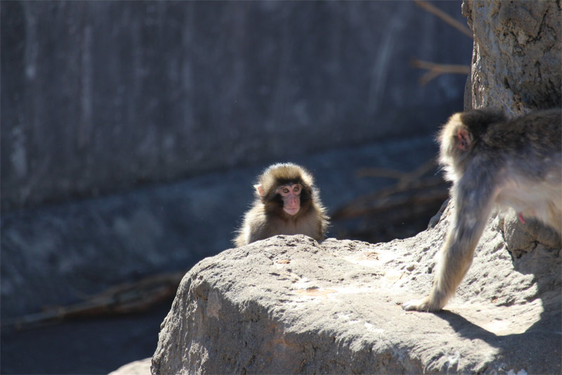 様子をうかがうパンチくん
