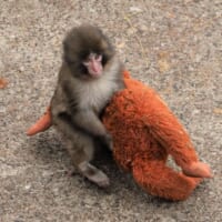 ぬいぐるみを運ぶパンチくん（画像提供：市川市動植物園）