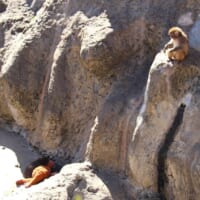 添い寝するパンチくんと、群れのサル