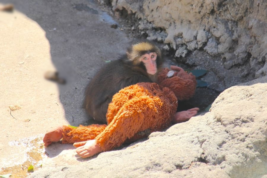 ぬいぐるみと一緒に過ごすパンチくん