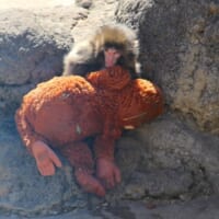 ぬいぐるみを抱きかかえる