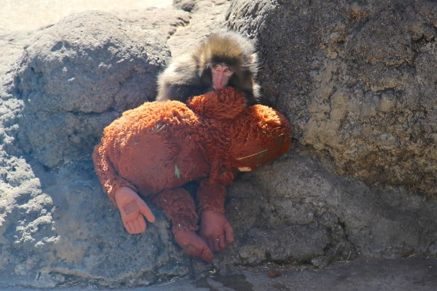 ぬいぐるみを抱きかかえる