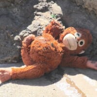 置いてきぼりにされたぬいぐるみ