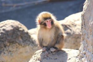 群れから離れた場所でたたずむパンチくん