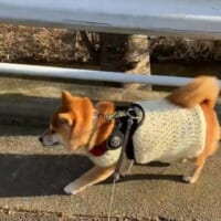 ご機嫌な様子で散歩するココちゃん