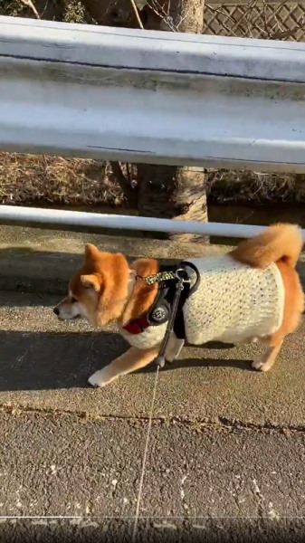 ご機嫌な様子で散歩するココちゃん