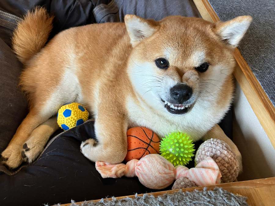 普段から時折出る「ムキ顔」