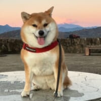 毎朝近所の山に登って朝日を拝むのが日課