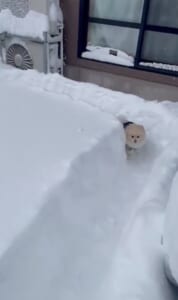 ボブスレーじゃなくて、ポメスレー?雪の日限定の「無限ドッグラン」が楽しそう