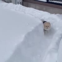 ボブスレーじゃなくて、ポメスレー?雪の日限定の「無限ドッグラン」が楽しそう