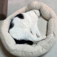 猫はベッドで丸くなる