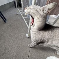 物干し場で撮れた1枚　ウサギに見える猫のあくび姿が話題
