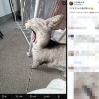 あくびするしじみちゃん