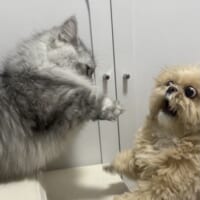 そんなに驚く？届かない猫パンチを前に、動揺しすぎなわんこ