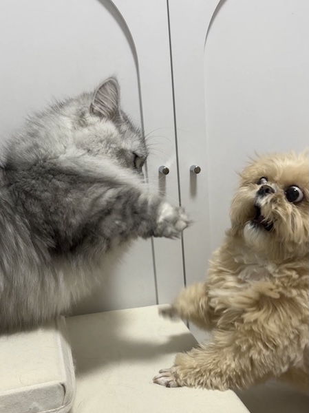 そんなに驚く?届かない猫パンチを前に、動揺しすぎなわんこ