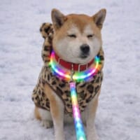 鬼ギャル化したももちゃん