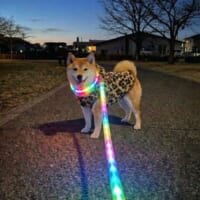 柴犬が「鬼ギャル化」　ヒョウ柄ウェア＆虹色リードで早朝の街を闊歩