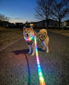 柴犬が「鬼ギャル化」　ヒョウ柄ウェア＆虹色リードで早朝の街を闊歩
