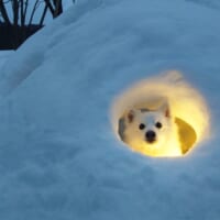 セーブポイント?かまくらの中で光に包まれるワンちゃんがまるでRPGのワンシーン