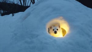 セーブポイント?かまくらの中で光に包まれるワンちゃんがまるでRPGのワンシーン