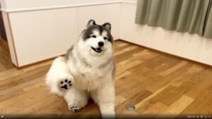 動物を“見る”ではなく、動物に“なる”! 斬新なコンセプトの「とことこ動物園」が話題