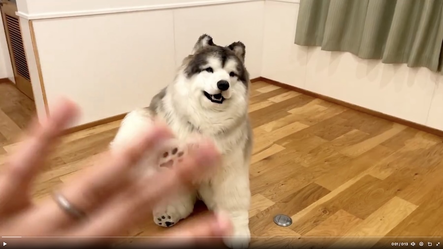 犬となり、人と触れ合う